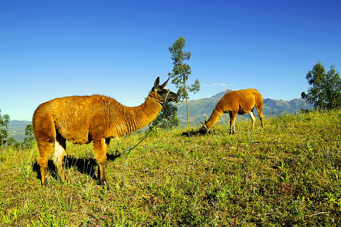 Voyage en famille près d'Otavalo